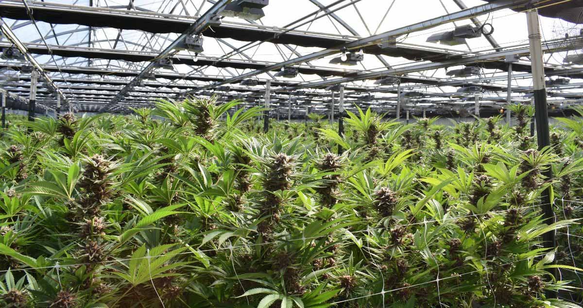 Cannabis Plants Training in a huge grow tent