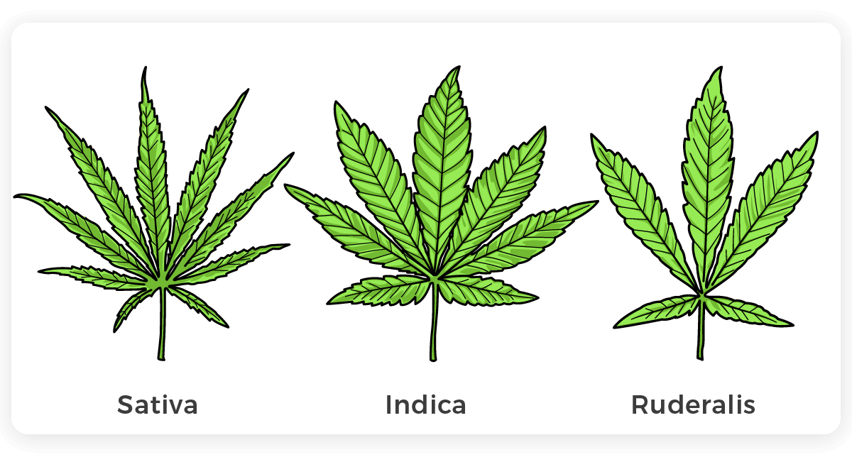 Cannabis leaves comparison