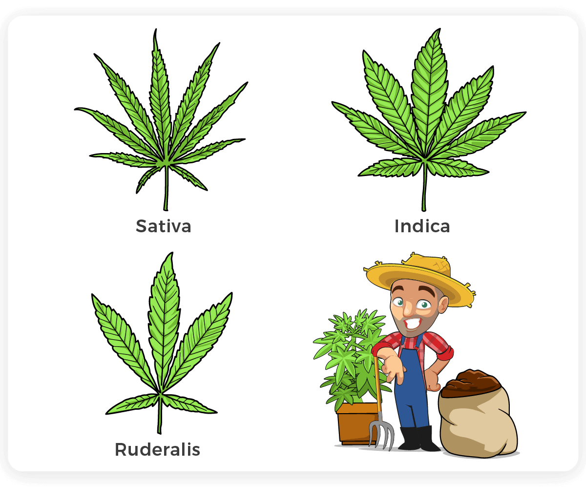 Comparison of the leaves between the three main variants of cannabis plants.