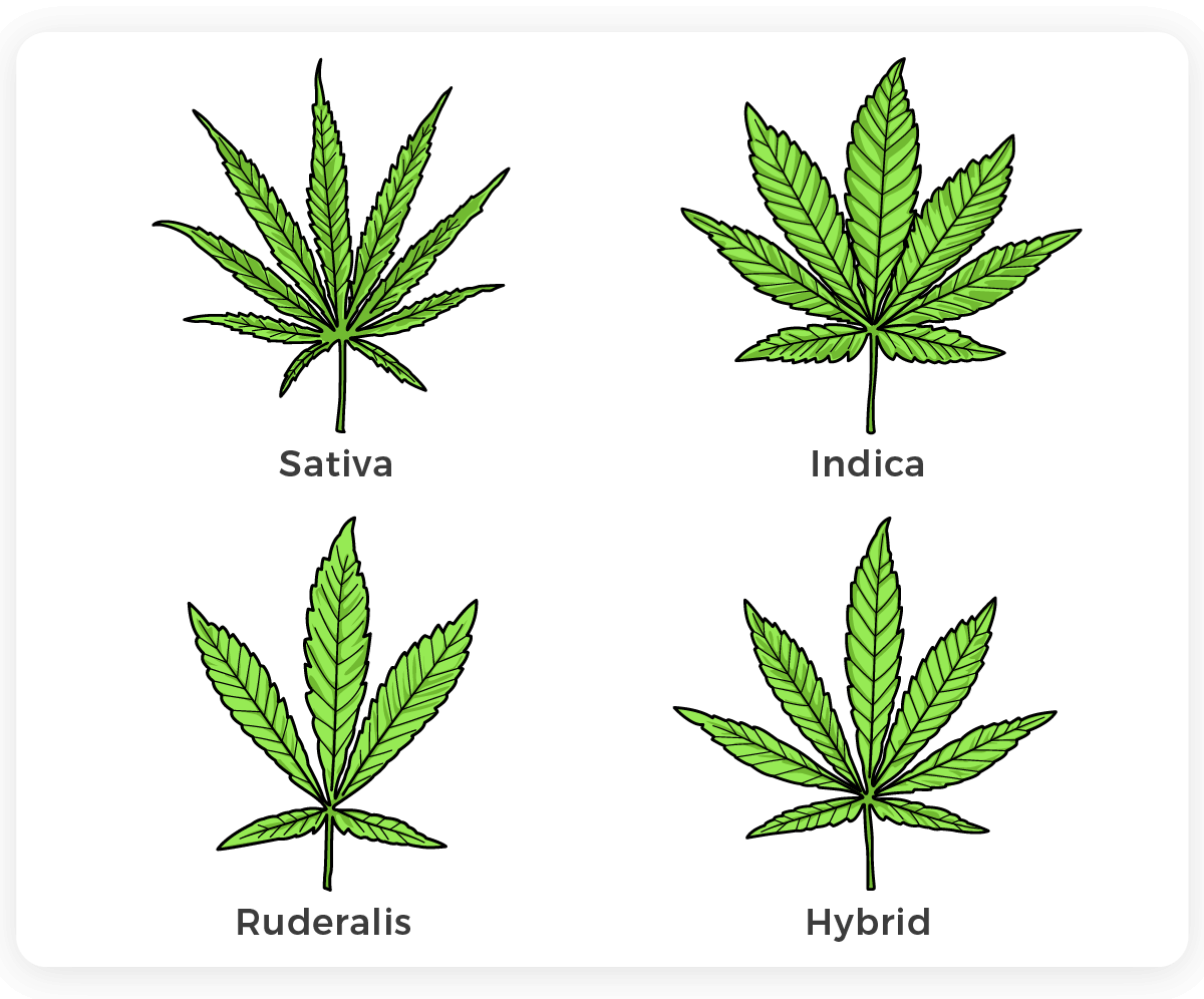 Leaf differences between the cannabis subspecies