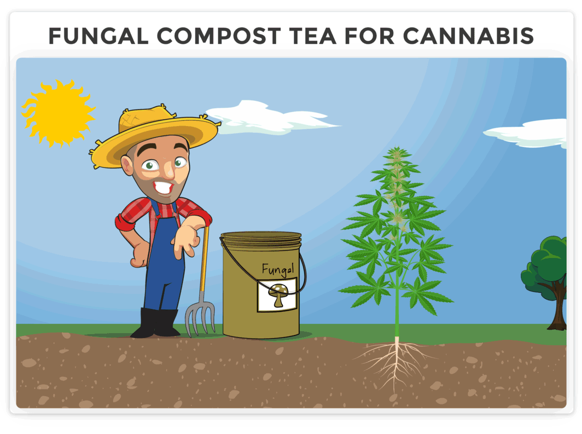 Fungal compost tea for cannabis