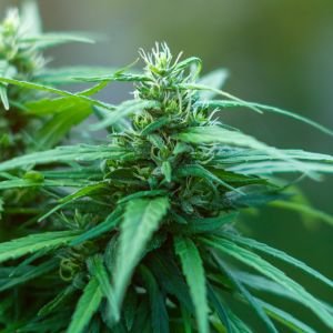 ACDC Marijuana Strain