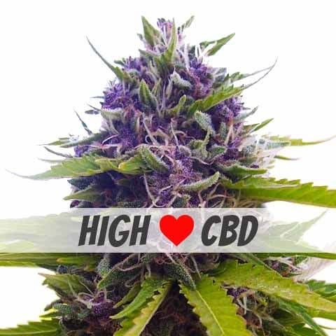Blueberry CBD Feminized Strain