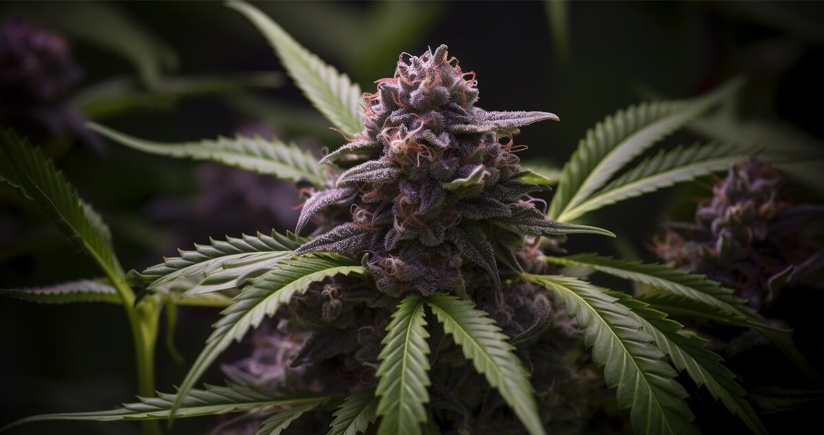 Ready to harvest Ice Cream Cake marijuana plant