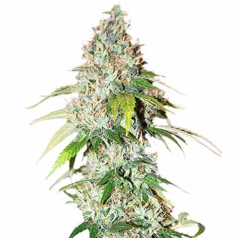 OG kush marijuana strain