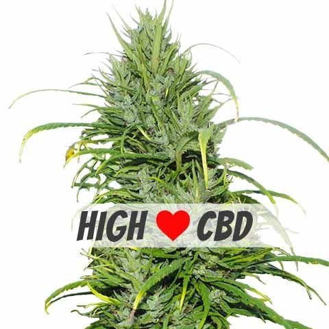 Carmagnola Marijuana Strain