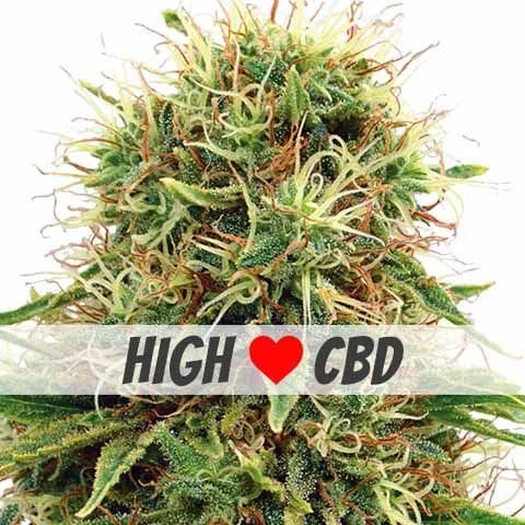 CBD Kush Marijuana Strain