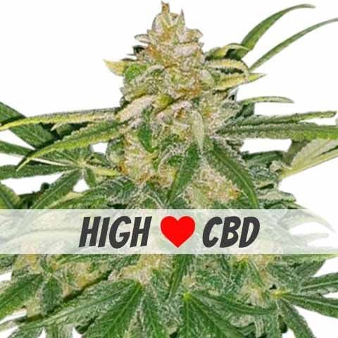 Critical Mass Marijuana Strain