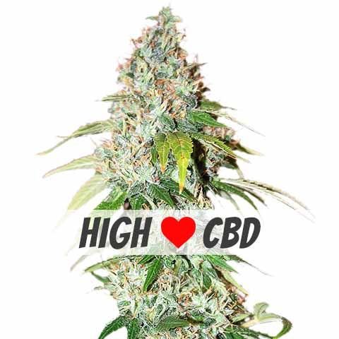 OG Kush CBD Marijuana Strain