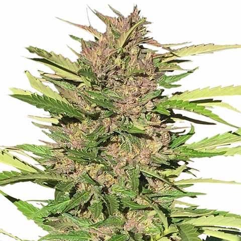 Pure Indica Marijuana Strain