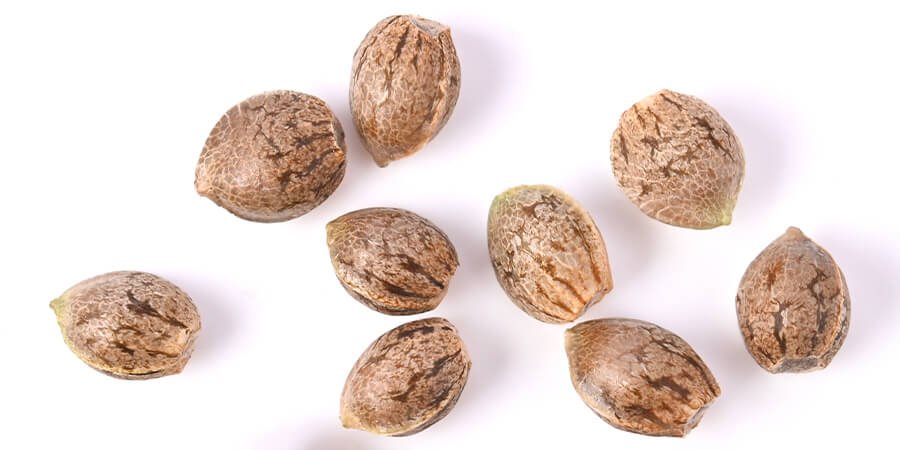 Cannabis tiger striped marijuana seed