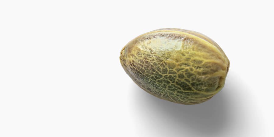 A green cannabis plant seed
