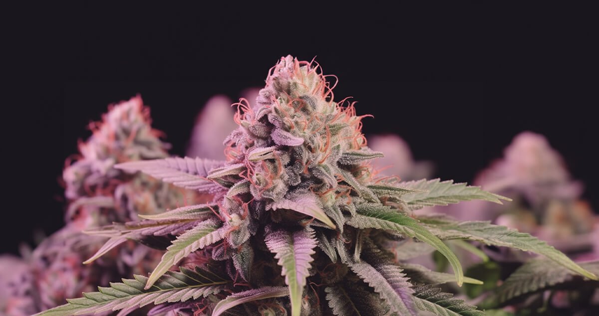 Bubblelicious 4×4 SCROG