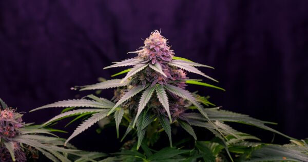 Strawberry Kush And White Widow