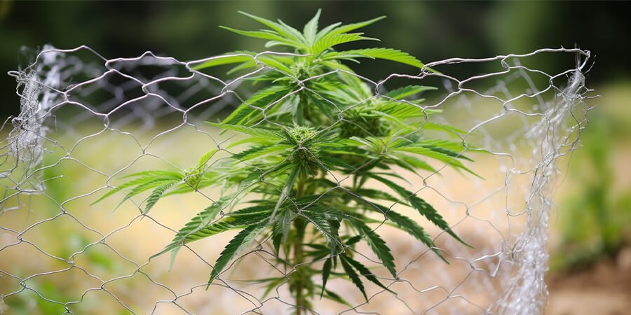 Marijuana plant chicken wire