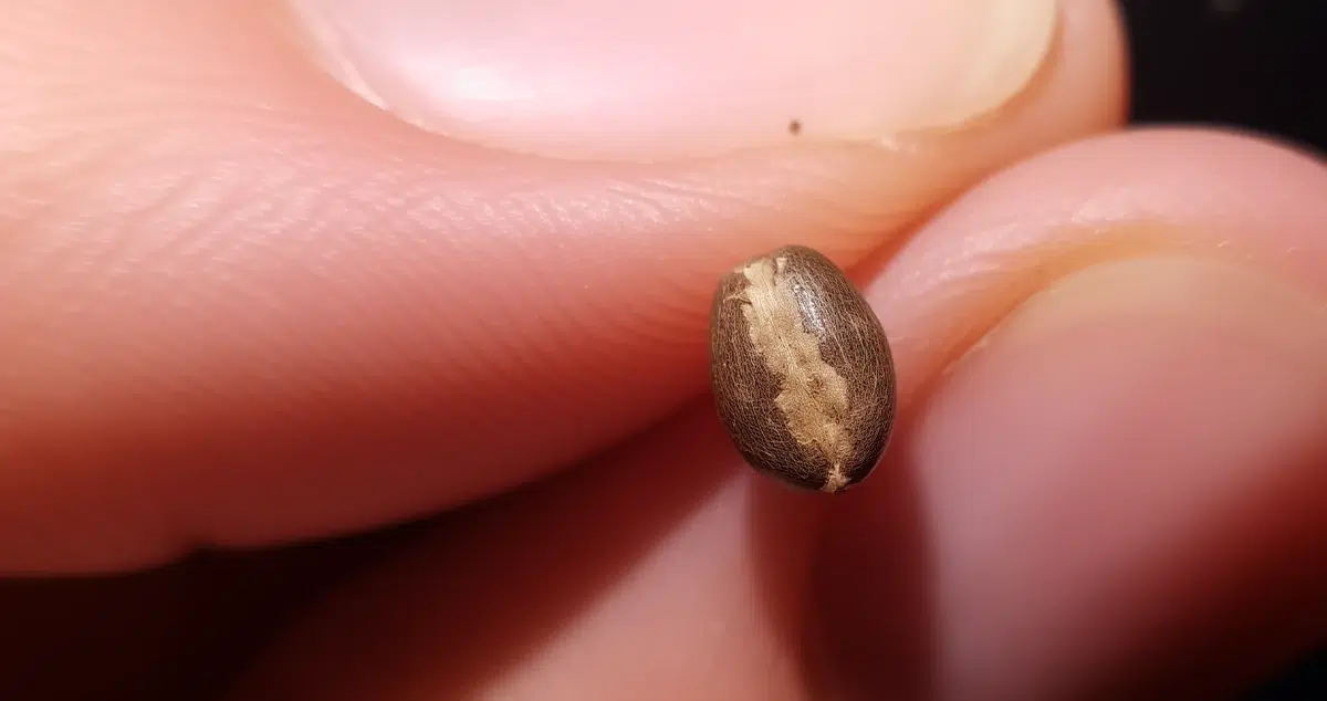 Seed scarified
