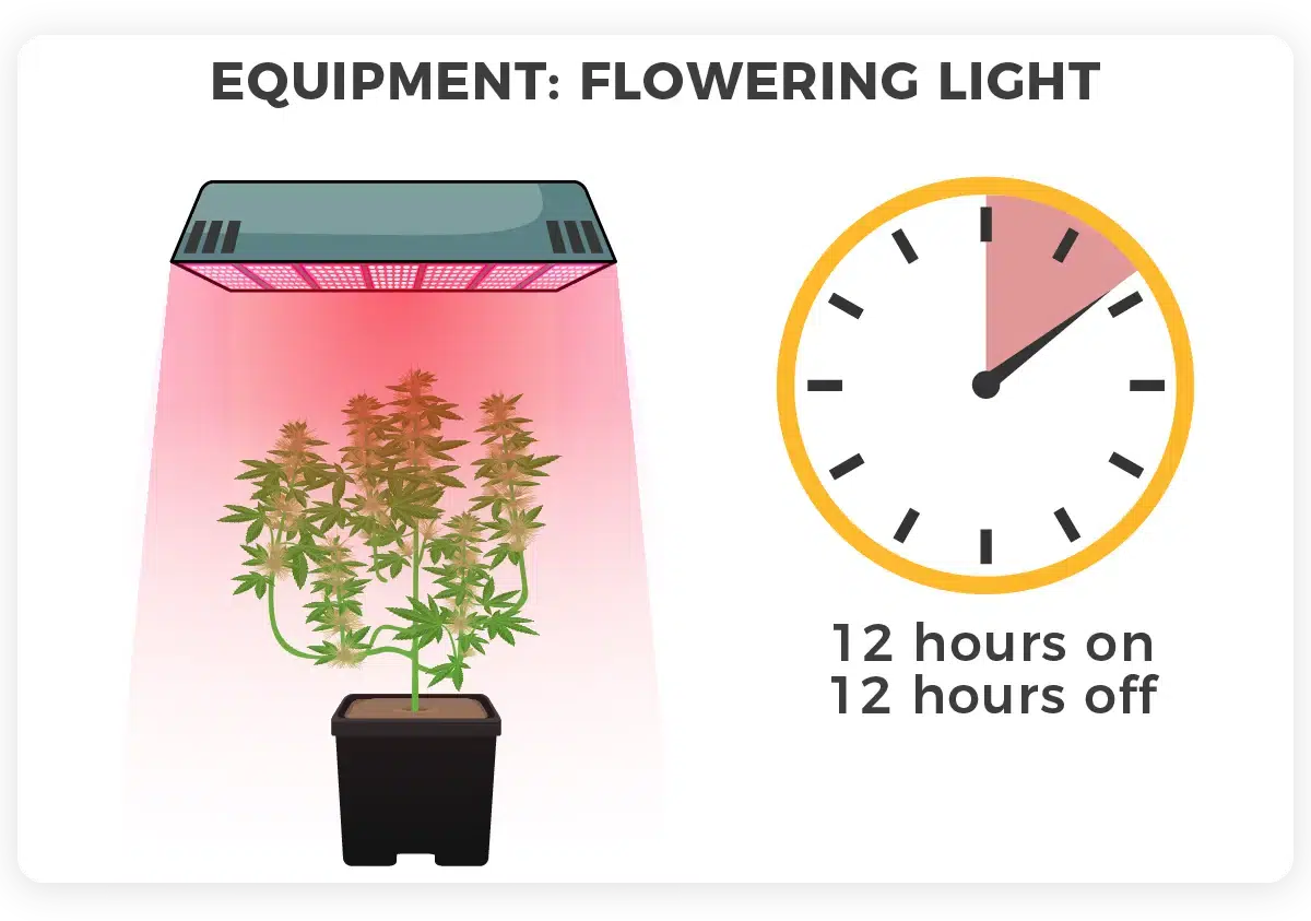 Flowering lights cannabis