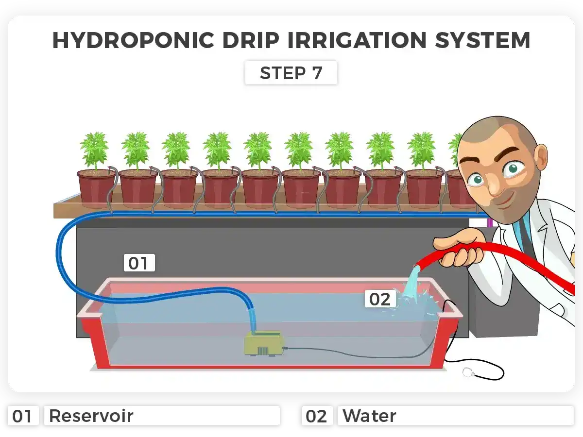 hydroponic drip irrigation system for marijuana plants